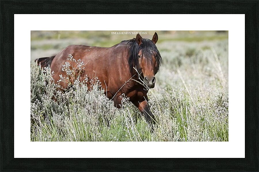Wild Horse Nevada Series 12 Picture Frame print