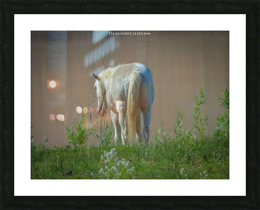 Wild Horse Nevada Series 13 Picture Frame print