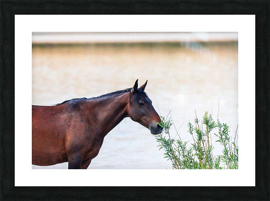 Wild Horse Series Nevada 14 Picture Frame print