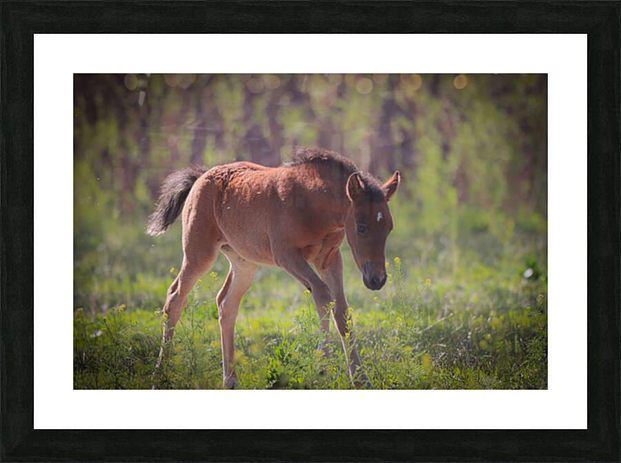 Nevada Virginia Range Series 31 Picture Frame print