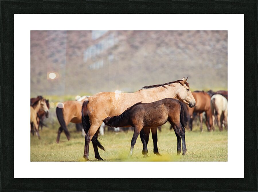 Mono Lake Wild Horse Series 1 Picture Frame print