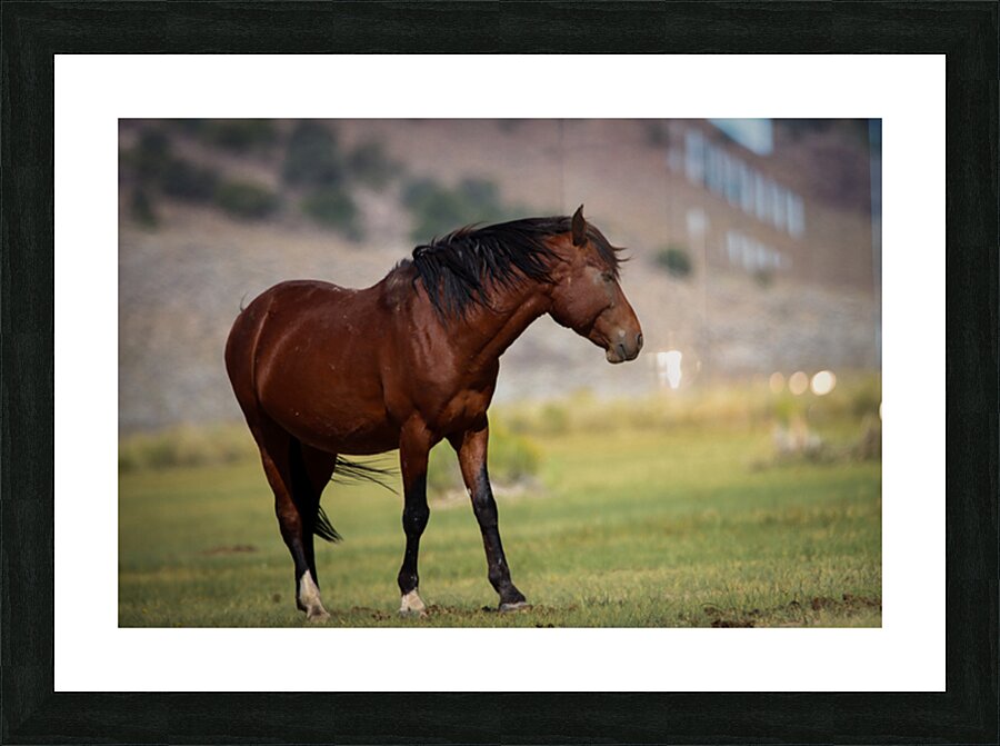 Mono Lake Wild Horse Series 1 Picture Frame print
