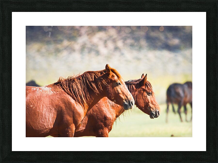 Mono Lake Wild Horse Series 1 Picture Frame print