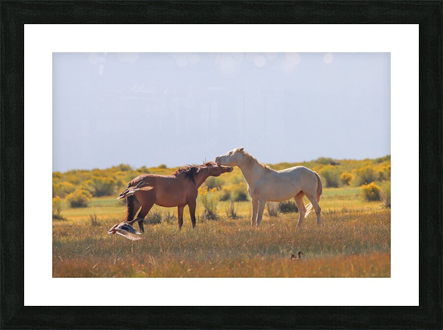 Mono Lake Wild Horse Series 1 Picture Frame print