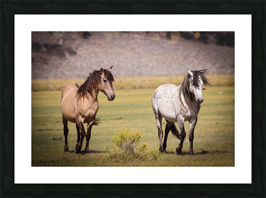 Mono Lake Wild Horse Series 1 Picture Frame print