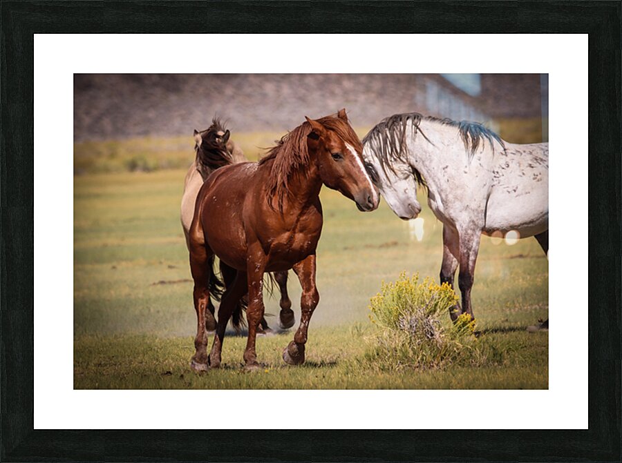 Mono Lake Wild Horse Series 1 Picture Frame print