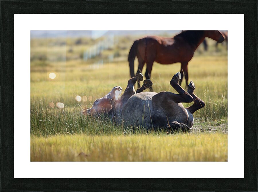 Mono Lake Wild Horse Series 1 Picture Frame print