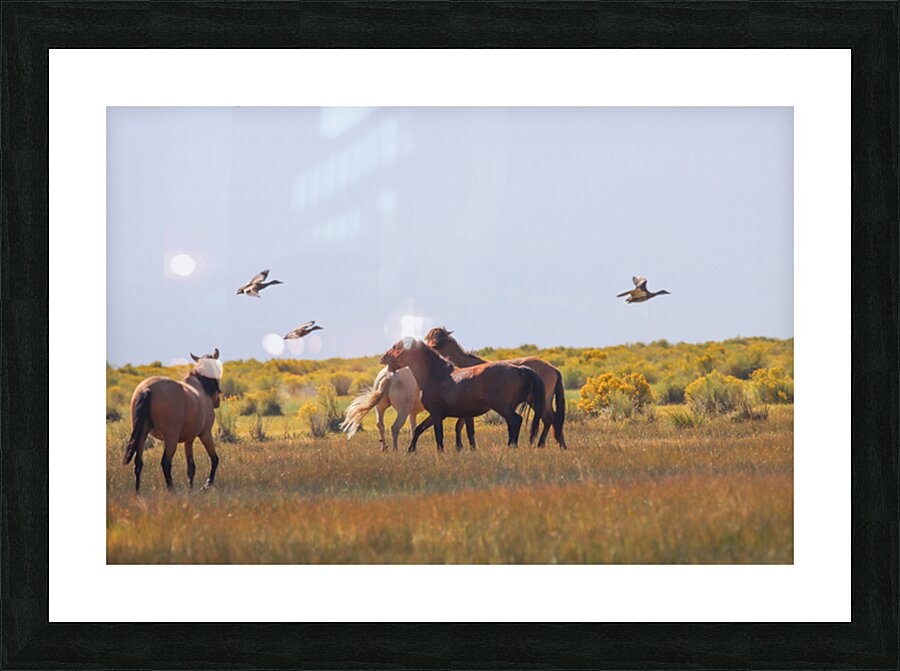 Mono Lake Wild Horse Series 1 Picture Frame print