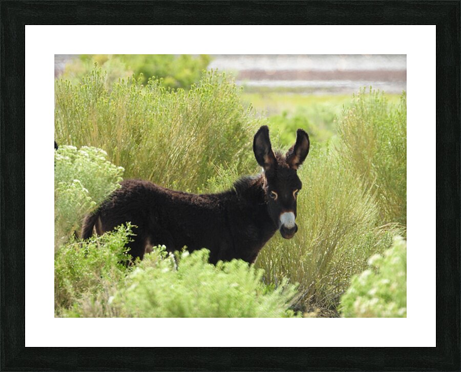 Marietta Wild Burro Range HMA 1 Picture Frame print
