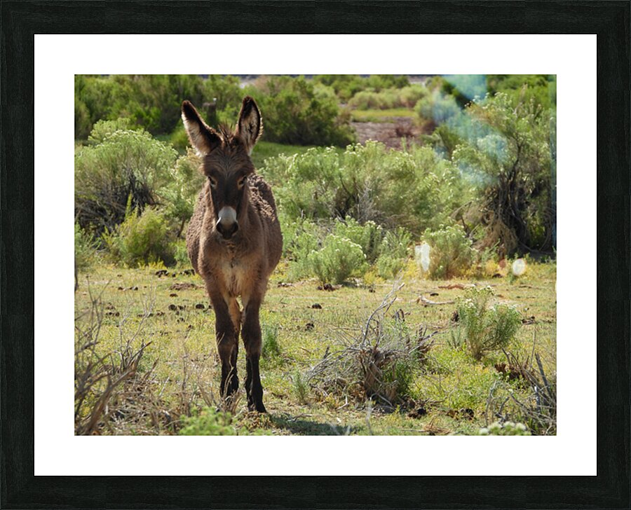 Marietta Wild Burro Range HMA 1 Picture Frame print