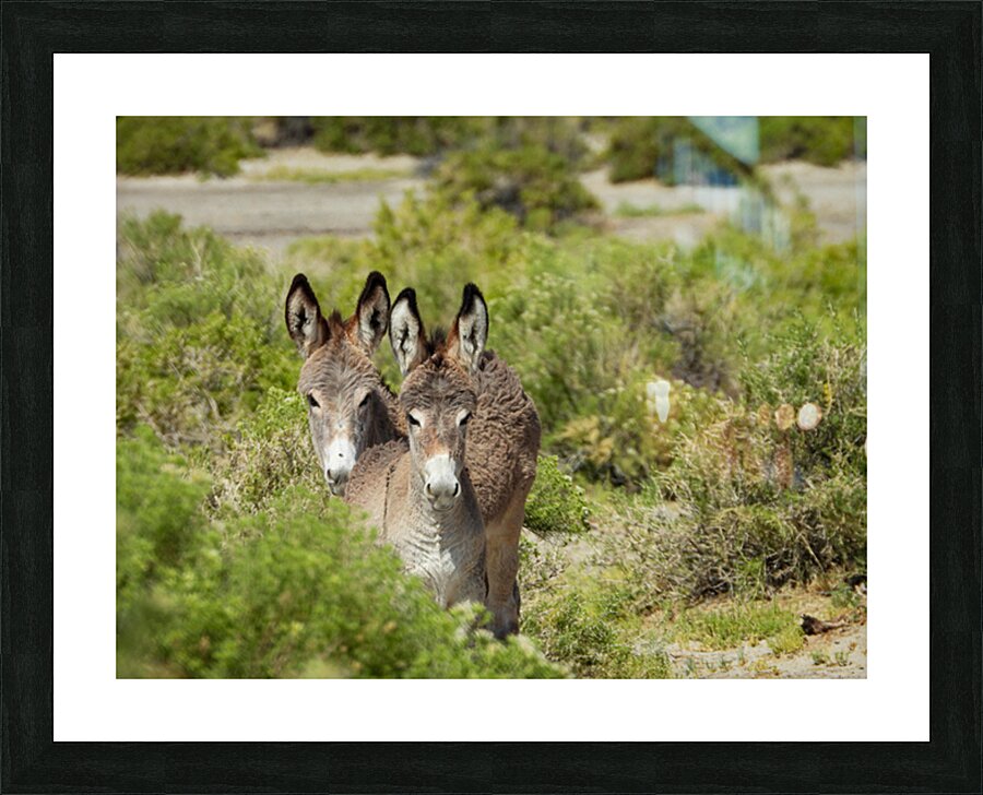 Marietta Wild Burro Range HMA 1 Picture Frame print