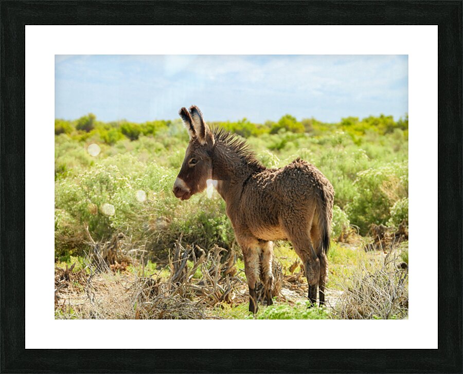 Marietta Wild Burro Range HMA 1 Picture Frame print