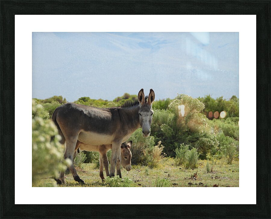 Marietta Wild Burro Range HMA 1 Picture Frame print