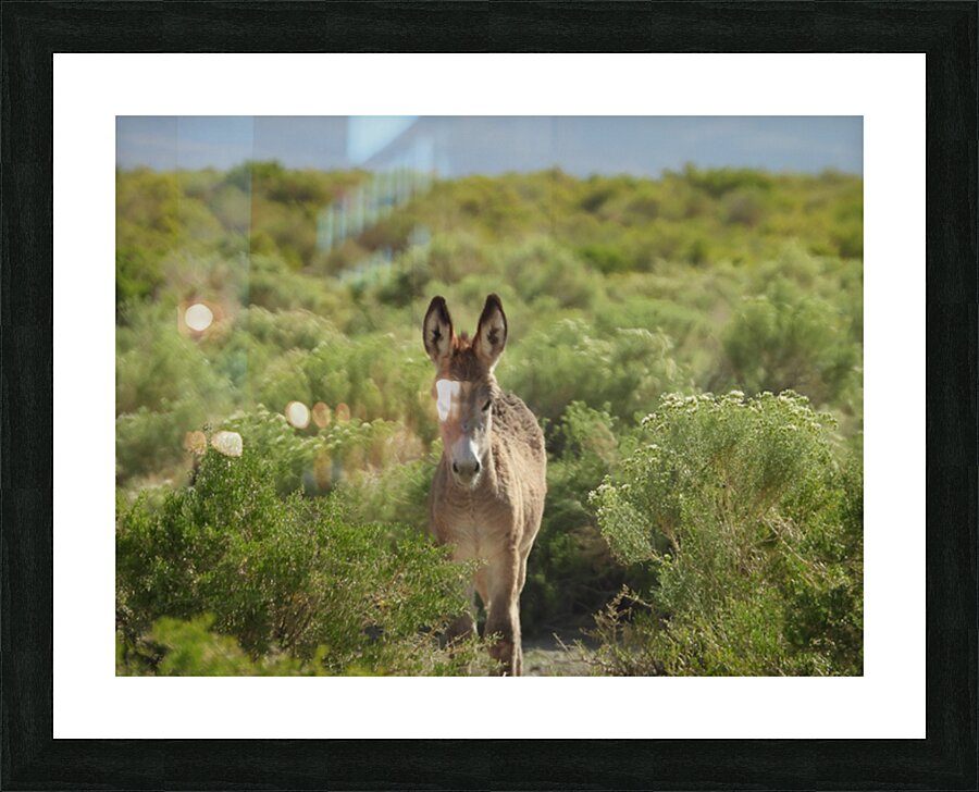 Marietta Wild Burro Range HMA 1 Picture Frame print