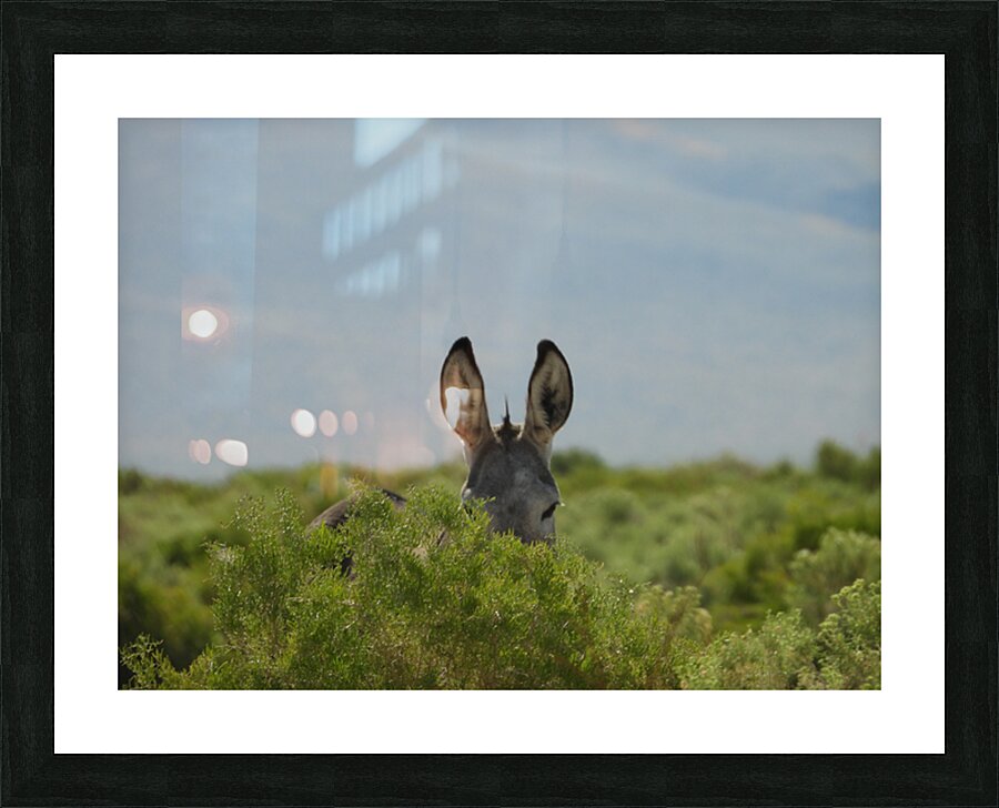 Marietta Wild Burro Range HMA 1 Picture Frame print