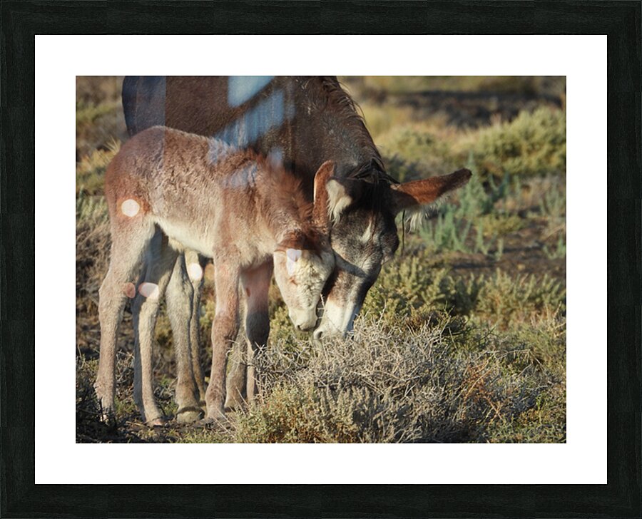 Marietta Wild Burro Range HMA 2 Picture Frame print