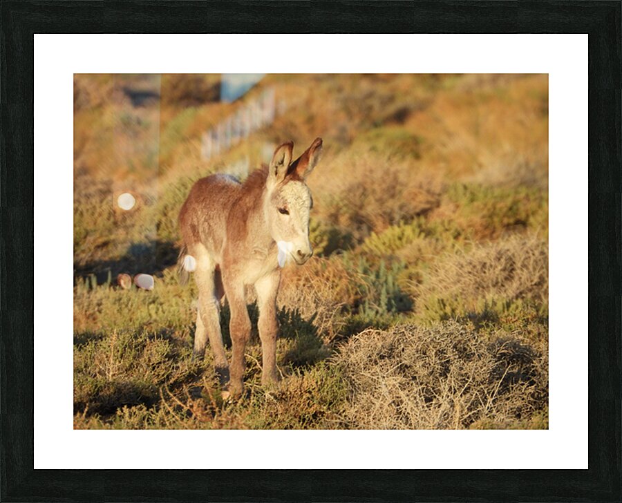 Marietta Wild Burro Range HMA 1 Picture Frame print