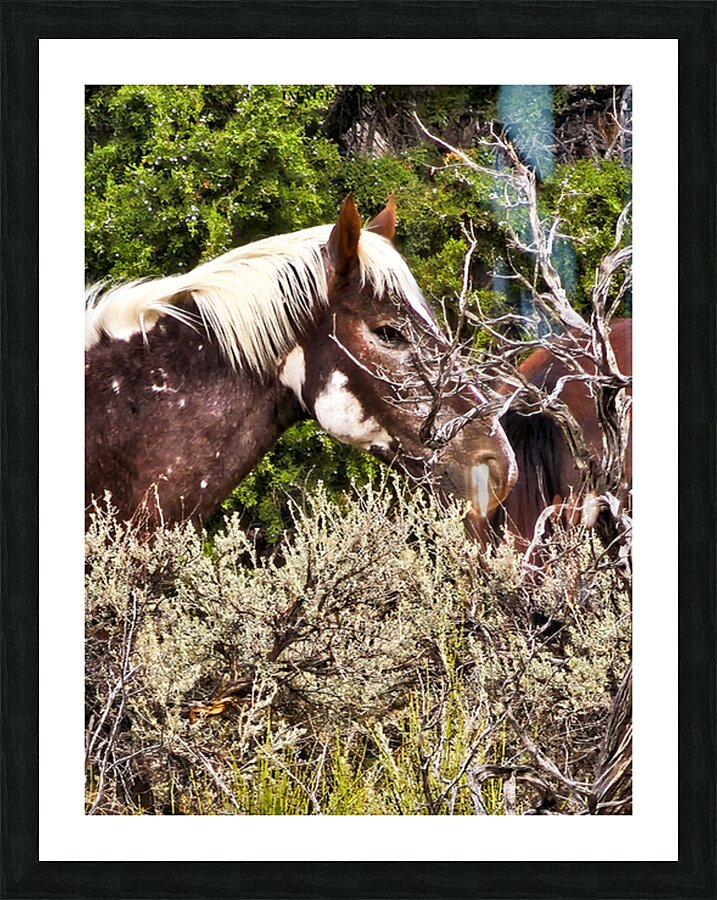Nevada Mustang series2 Picture Frame print