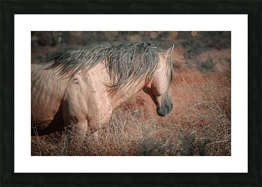 Nevada Mustang series 3 1 Picture Frame print