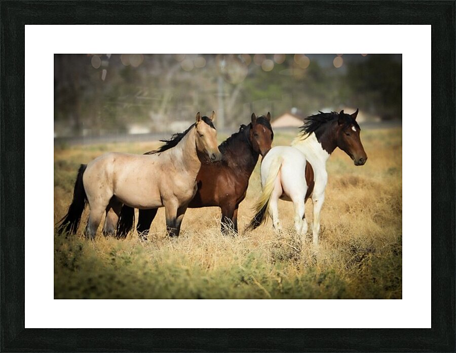 Nevada Mustang series 4 1 Picture Frame print