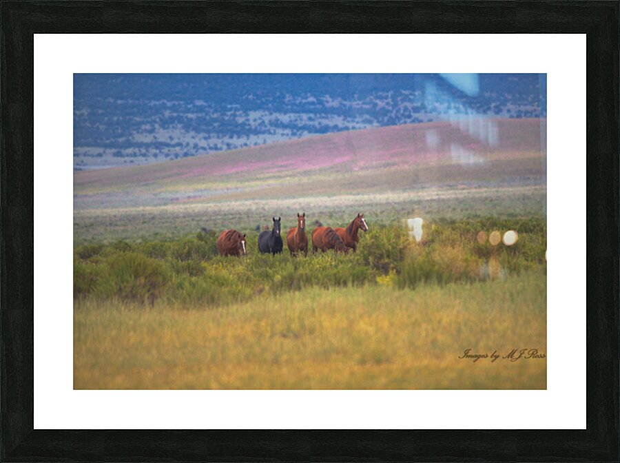 Nevada Mustang series 5 1 Picture Frame print
