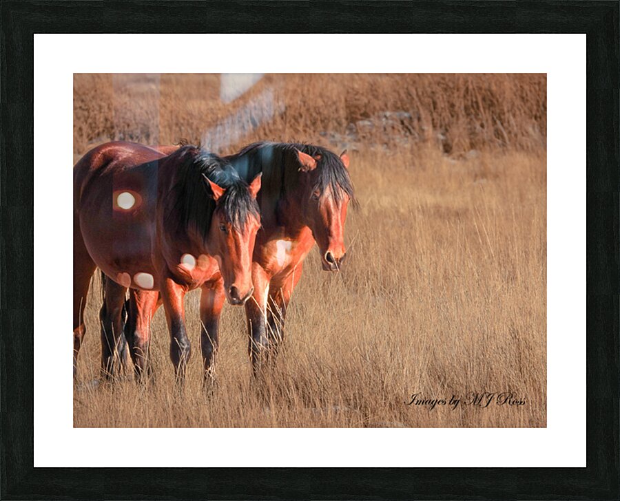 Nevada Mustang series 7 1 Picture Frame print