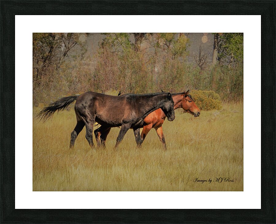 Nevada Mustang series 9 1 Picture Frame print