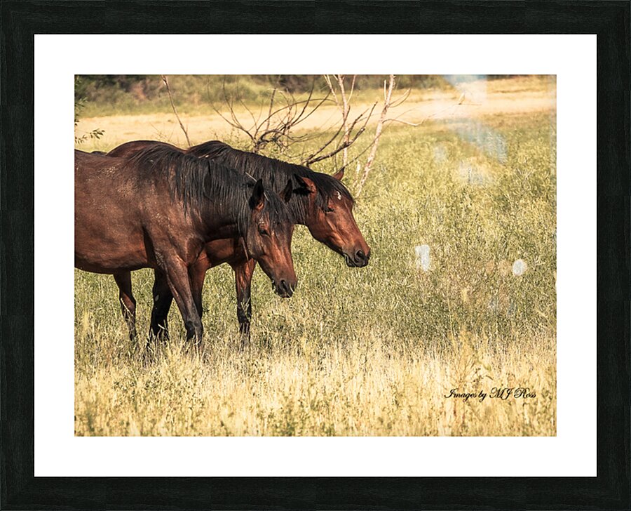 Nevada Mustang series 10 1 Picture Frame print