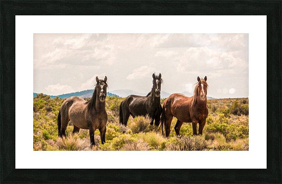 Nevada Mustang series 12 1 Picture Frame print