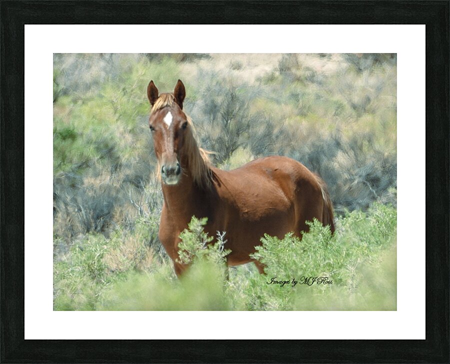 Nevada Mustang series 13 1 Picture Frame print