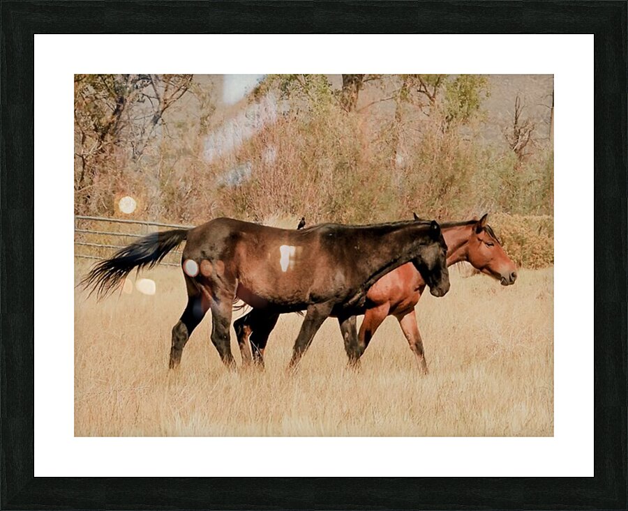 Nevada Mustang series 14 1 Picture Frame print