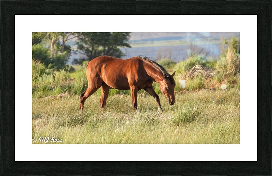 Nevada wild 3 Picture Frame print