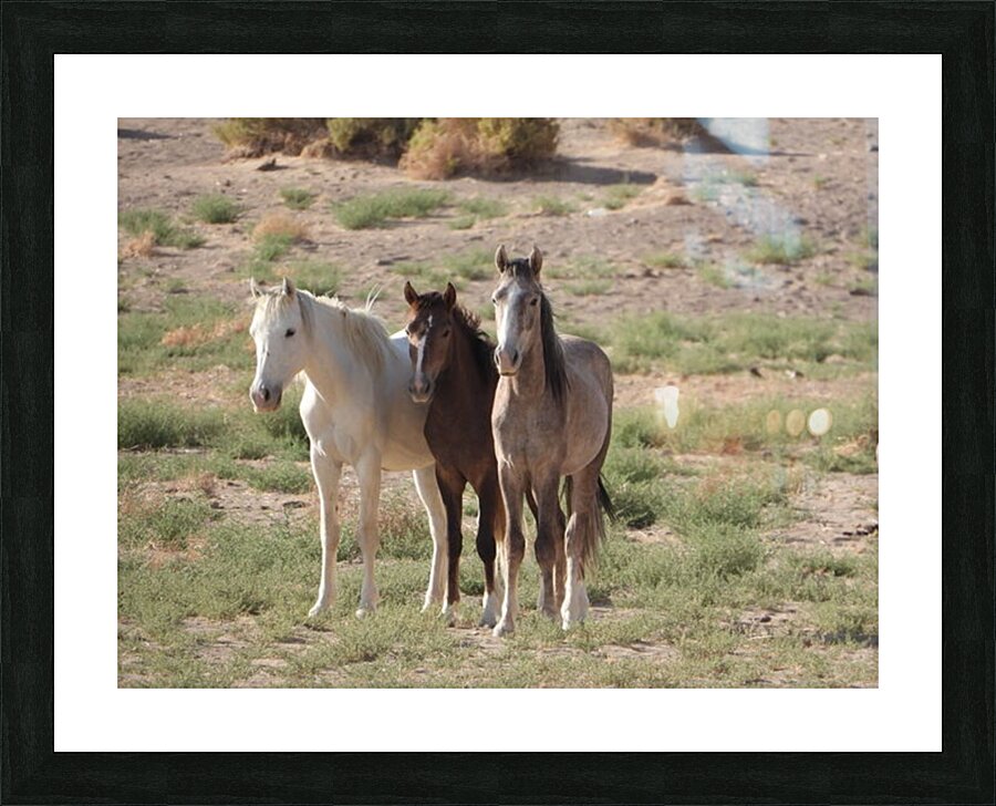 Nevada wild 4 Picture Frame print
