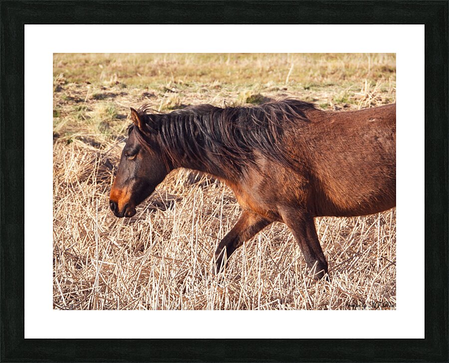 Nevada wild 5 Picture Frame print