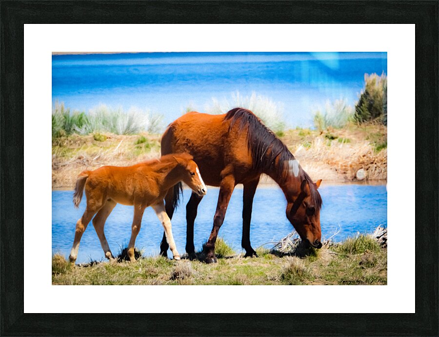 Nevada wild 6 Picture Frame print