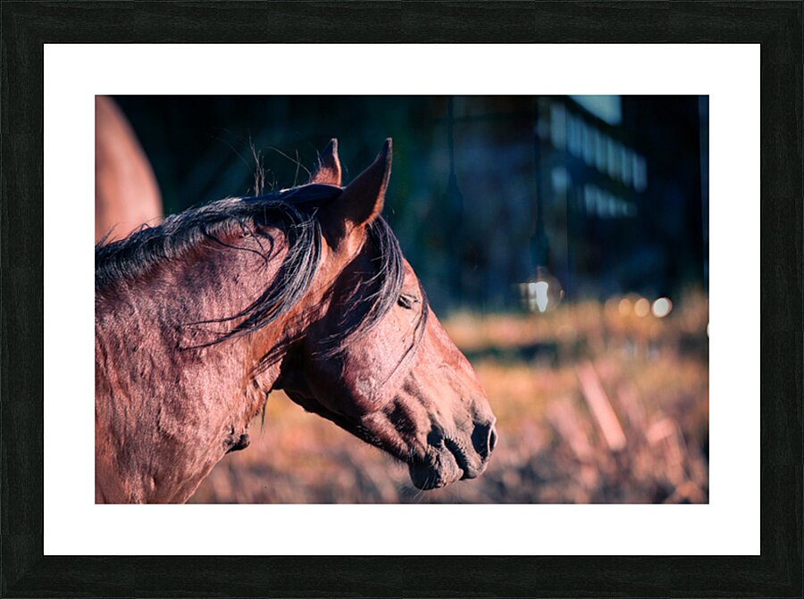 Nevada wild 2 Picture Frame print
