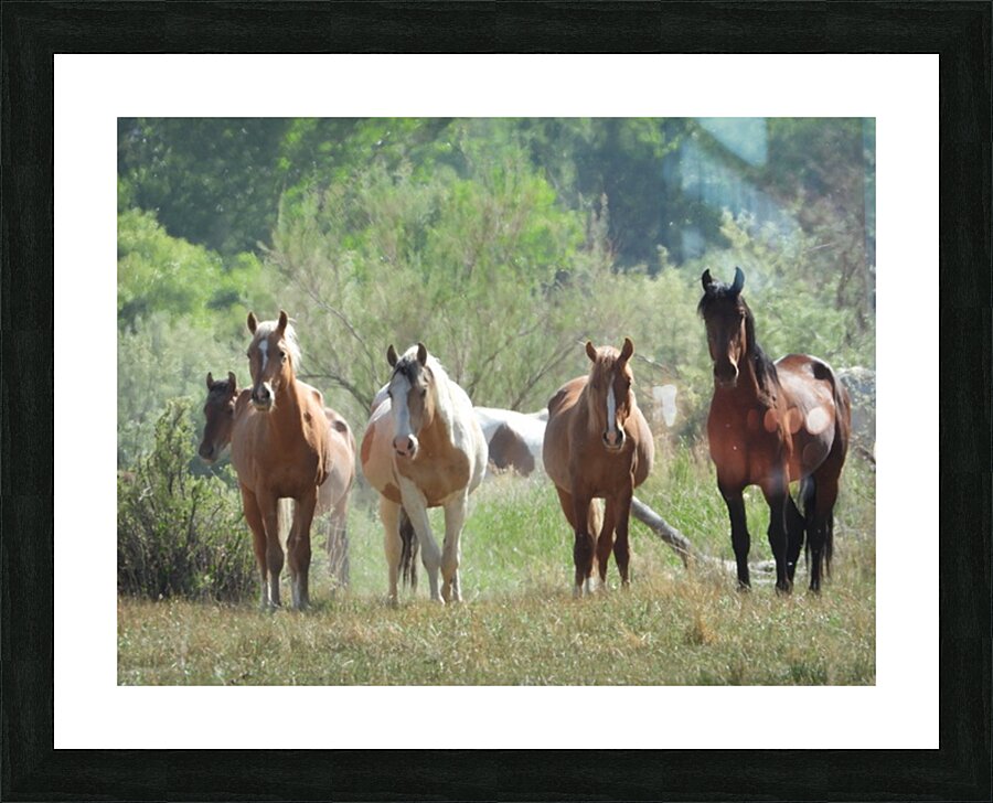 Nevada wild 2 1 Picture Frame print