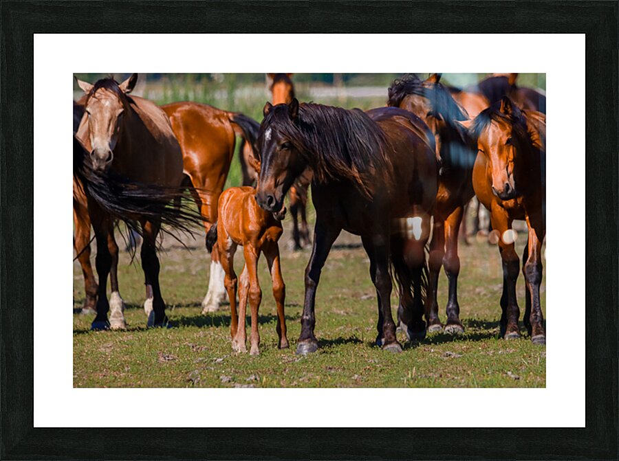 Nevada wild  Series VR1 1 Picture Frame print