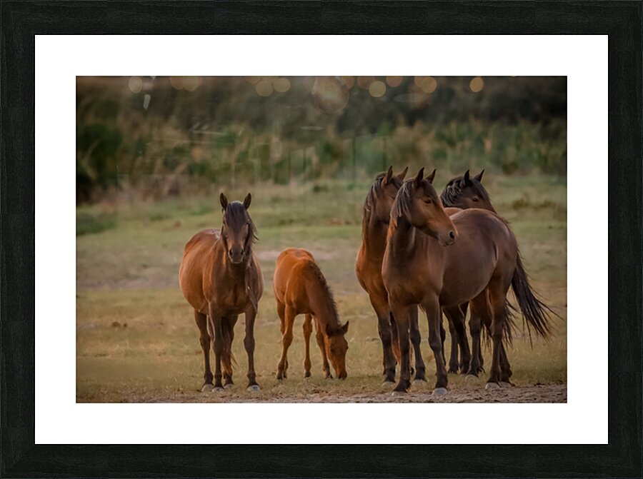 Nevada wild  Series VR1 2 Picture Frame print
