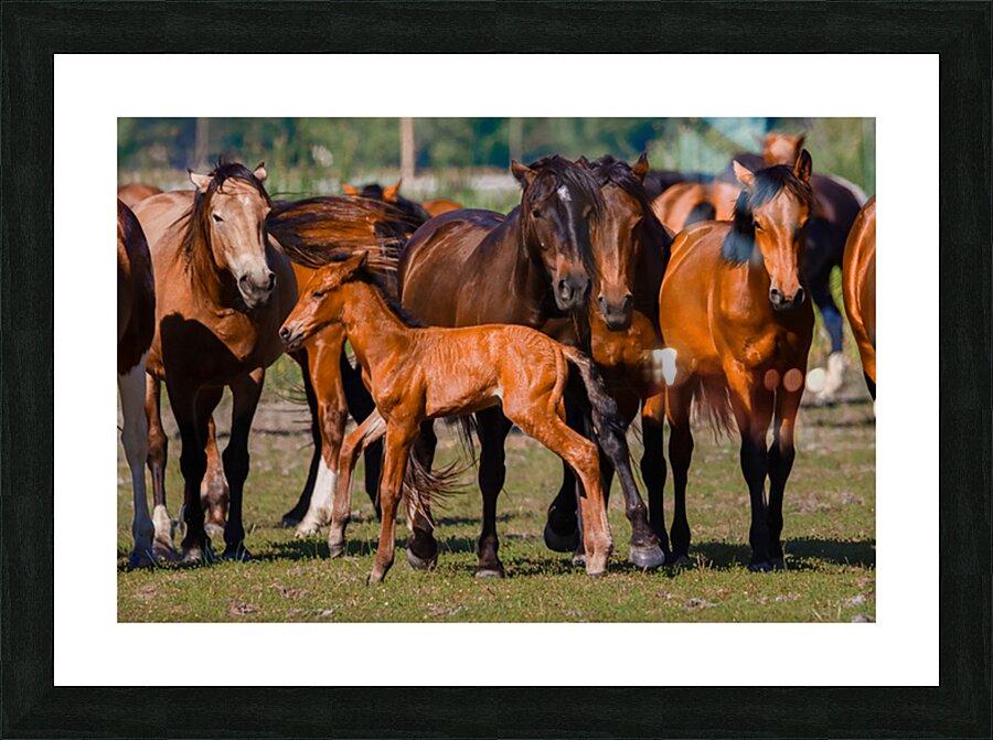 Nevada wild  Series VR1 3 Picture Frame print