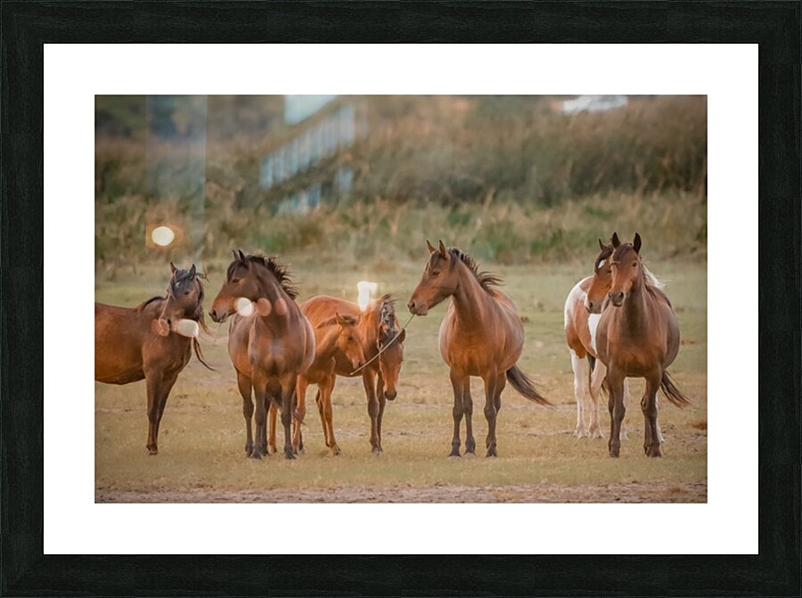 Nevada wild  Series VR1 2 Picture Frame print
