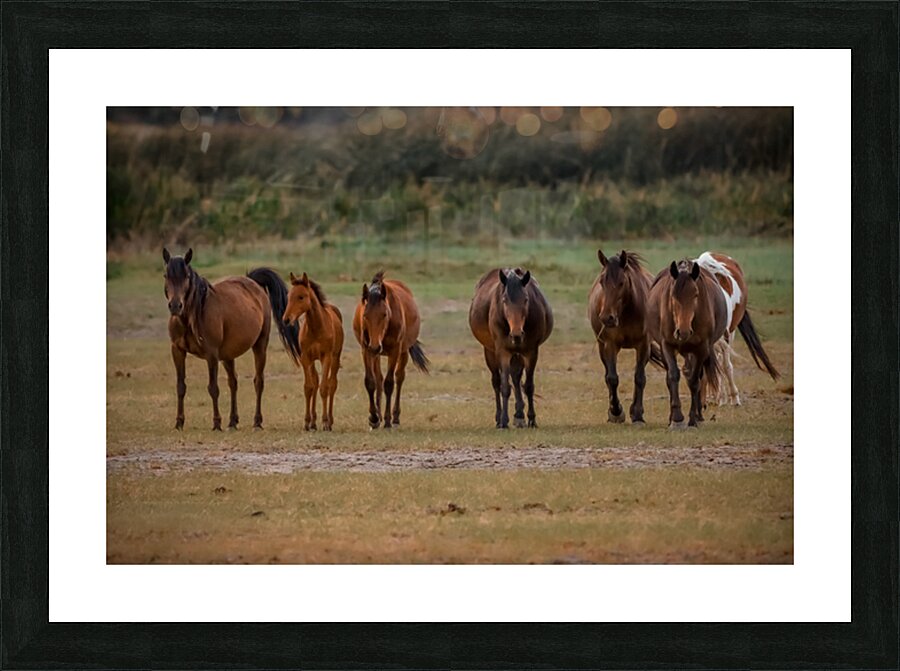 Nevada wild  Series VR1 3 Picture Frame print