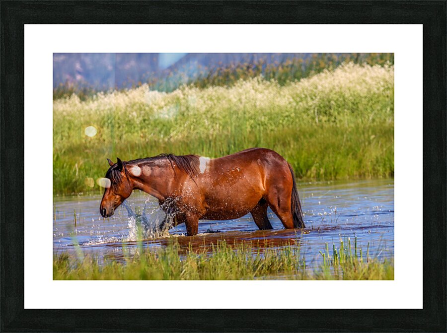 Nevada Mustang 1 1 Picture Frame print