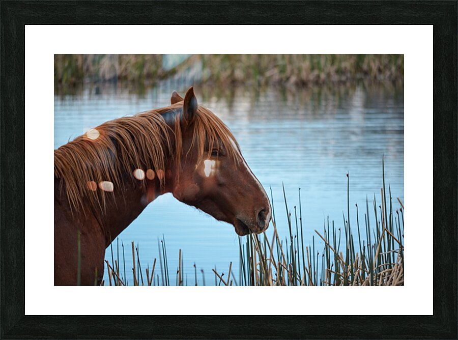 Nevada Mustang 1 3 Picture Frame print