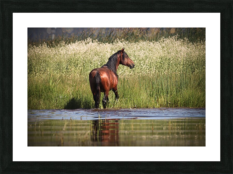 Nevada Mustang 1 5 Picture Frame print