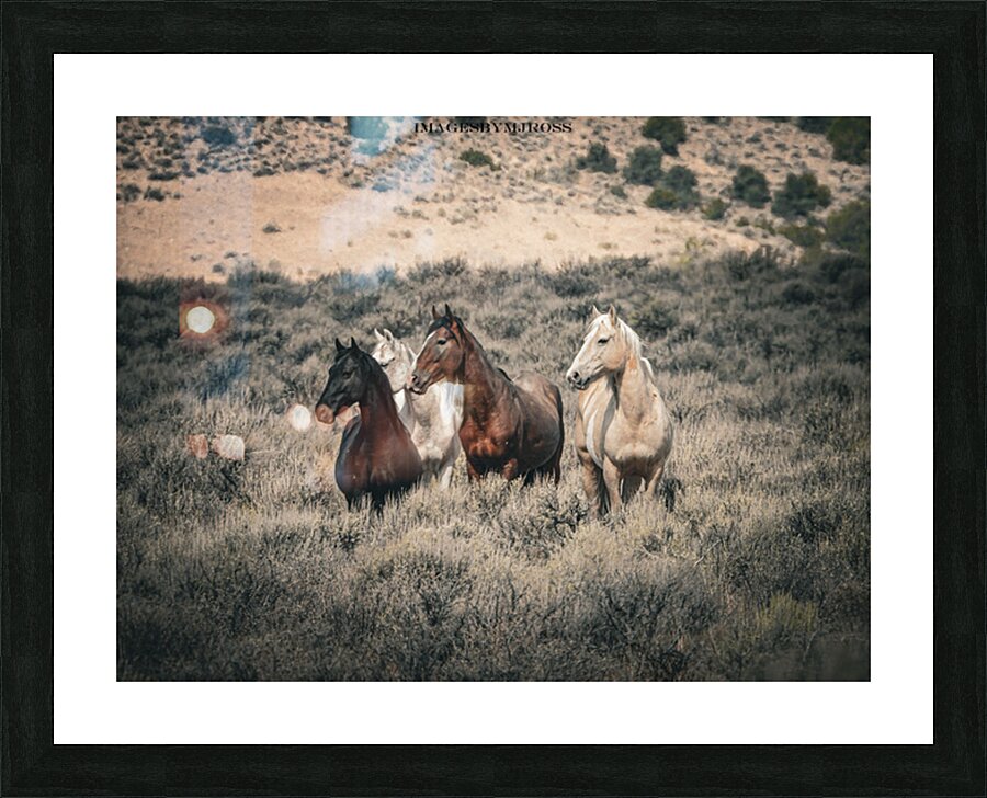 Nevada Mustang 2 1 Picture Frame print