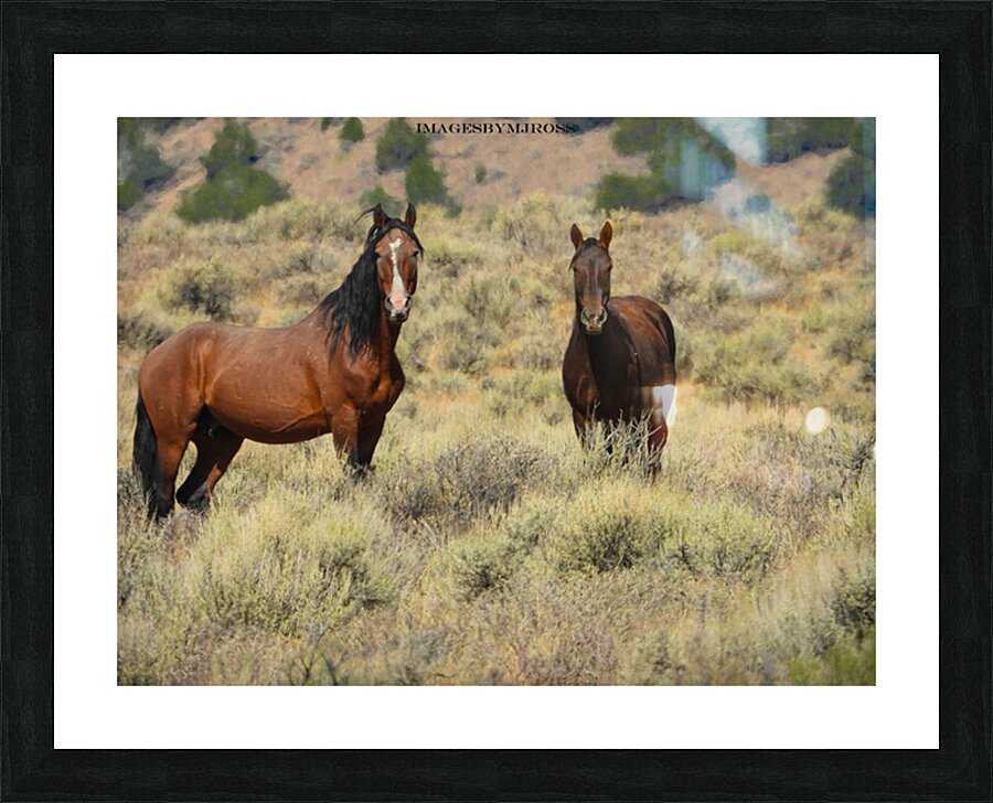 Nevada Mustang 2 2 Picture Frame print