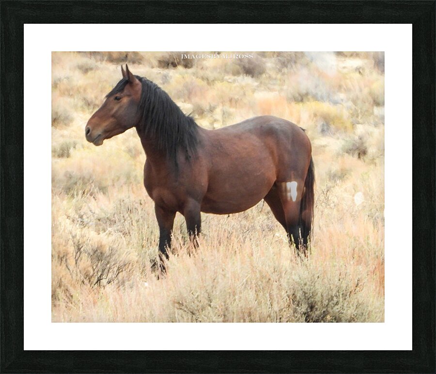 Nevada Mustang 2 3 Picture Frame print