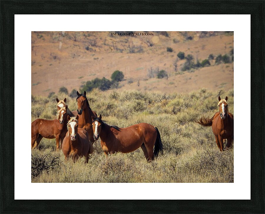 Nevada Mustang 2 5 Picture Frame print