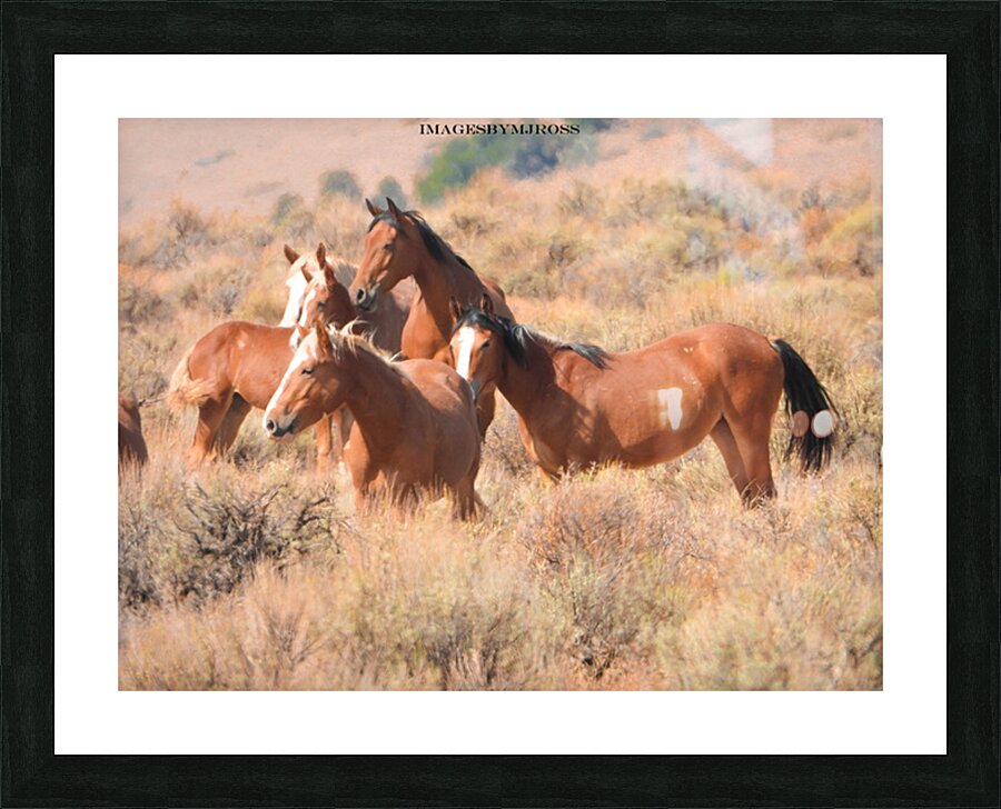 Nevada Mustang 2 6 Picture Frame print